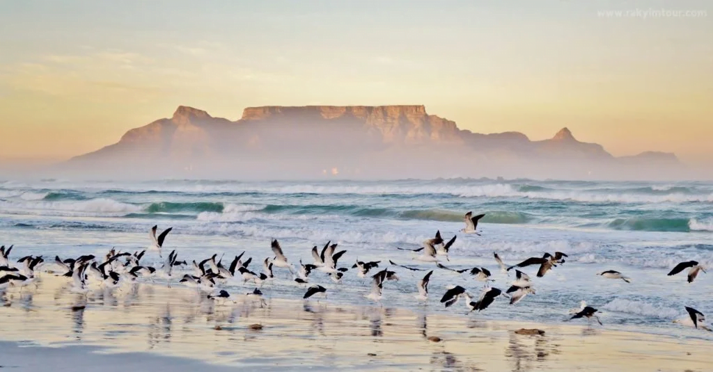 Table Mountain ภูเขารูปโต๊ะ มหัศจรรย์แห่งเคปทาวน์ แอฟริกาใต้