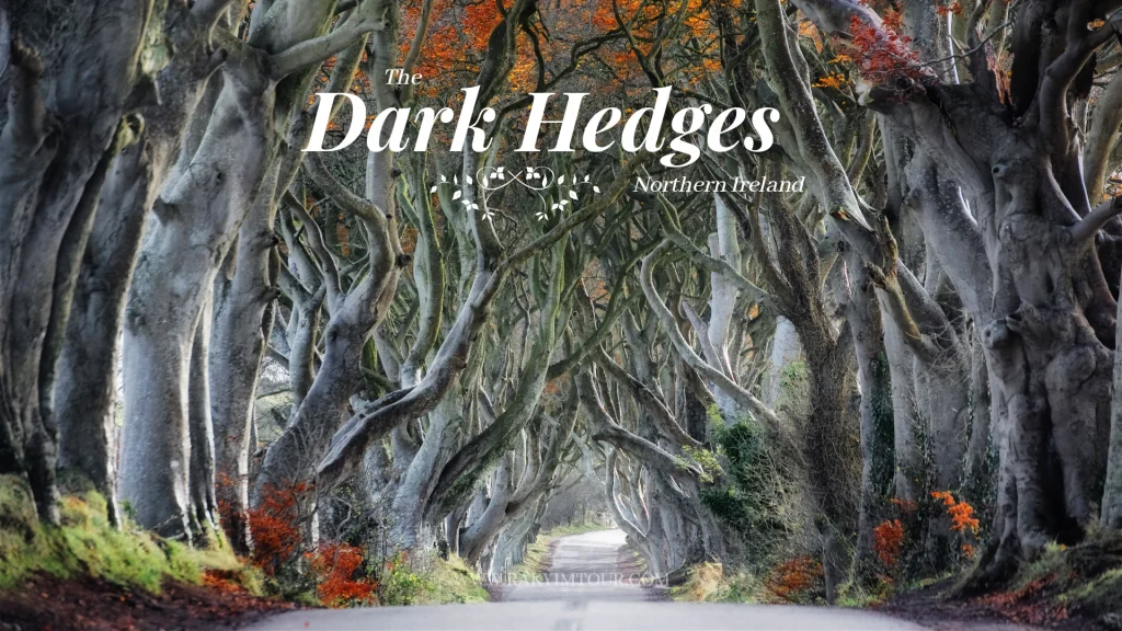The Dark Hedges อุโมงค์ต้นไม้ลึกลับแห่งไอร์แลนด์เหนือ 🌳🍂