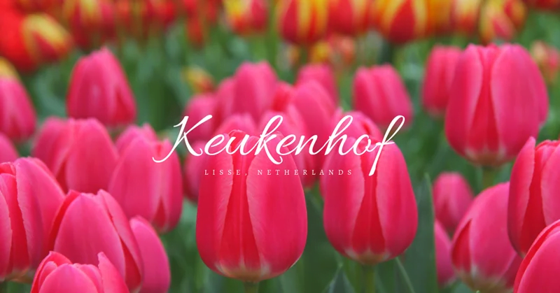 เคอเคนฮอฟ (Keukenhof) ดินแดนแห่งดอกทิวลิป เนเธอร์แลนด์