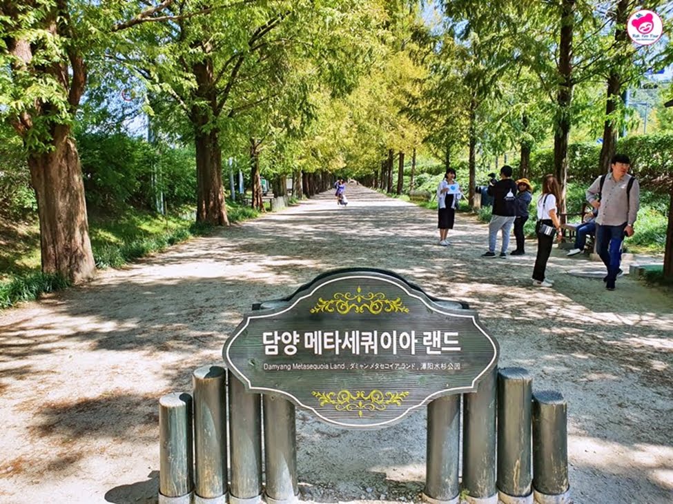 อุโมงค์ต้นสน ดัมยาง ชอลลานัมโด 1 ในเส้นทางสวยแห่งเกาหลีใต้