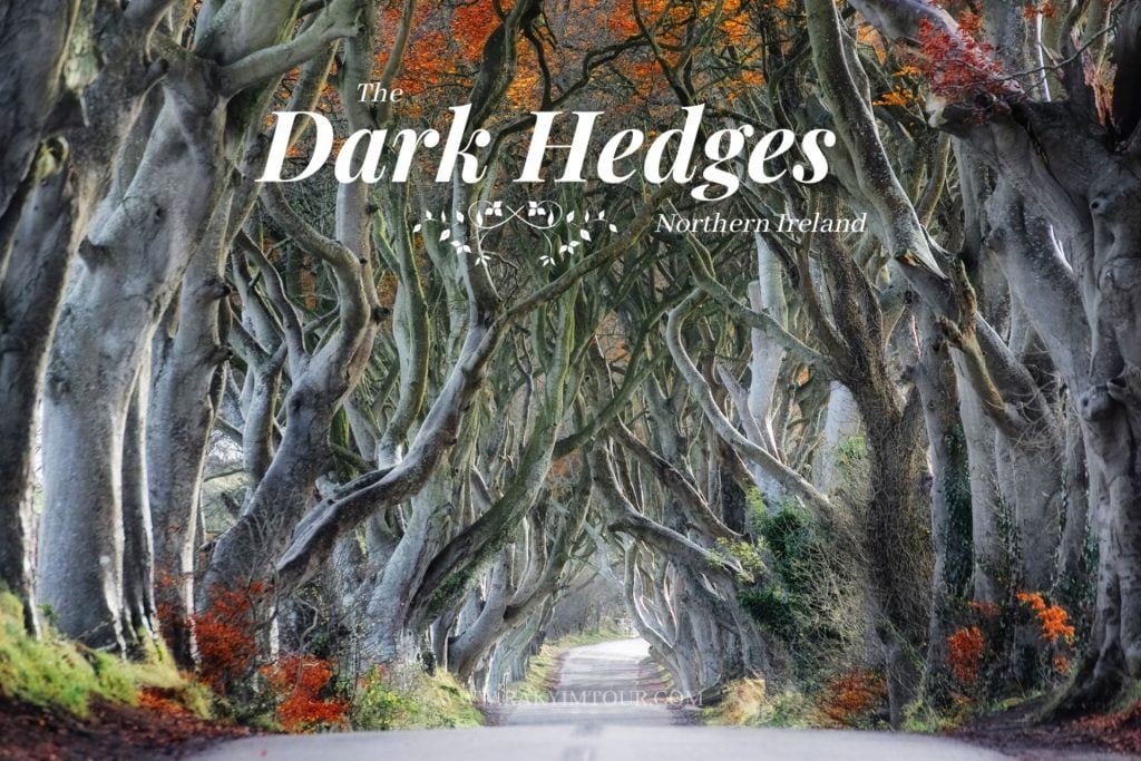 The Dark Hedges อุโมงค์ต้นไม้ลึกลับแห่งไอร์แลนด์เหนือ